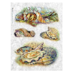A3 sea shell KALIT ANI_008